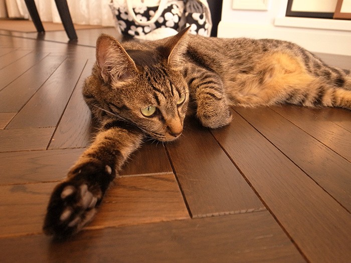 ちょっとリラックスしてきたモモちゃん