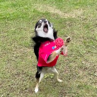 全力でボールキャッチ！！（画像提供／チワワのごまじろーさん）