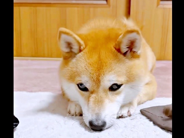 じっとボールを見つめるようこちゃん（画像提供：シバシバお豆さん）