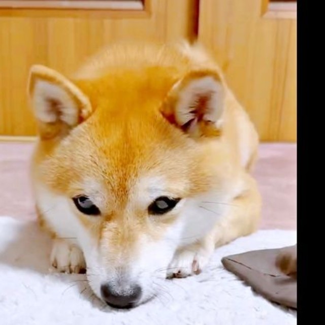 じっとボールを見つめるようこちゃん（画像提供：シバシバお豆さん）