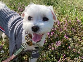 いい季節がやって来たね！　おしゃれして春のお散歩を満喫する、マルチーズ「くーた」