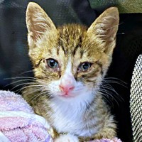 保護当日、猫風邪で体調を崩していたかつおちゃん（画像提供：ネムノキさん）