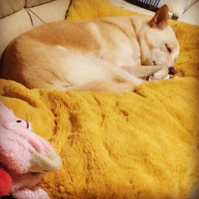 ふかふかのベッドでいい夢見てるかな