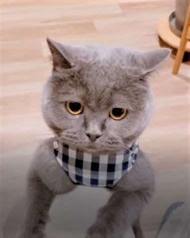 市町村のホームページに記載された避難所とペットについての詳細を読んで、災害時にハーネスは100％必要だと思ったという（カイヌシさん提供、動画からキャプチャ撮影）