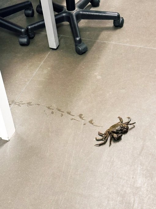 脱走したのちに捕獲された蟹がこちら（提供：Ukeyさん）