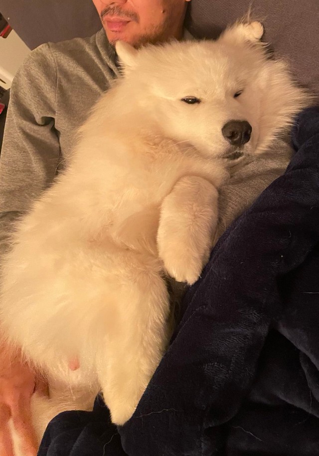 ずっと離さないでね＝サモエドのソラン soran the samoyedさん（@samoedsoran）提供