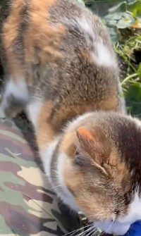 膝の上に乗ってきた猫ちゃん（動画からキャプチャー／提供：柴桜 三朗太さん）