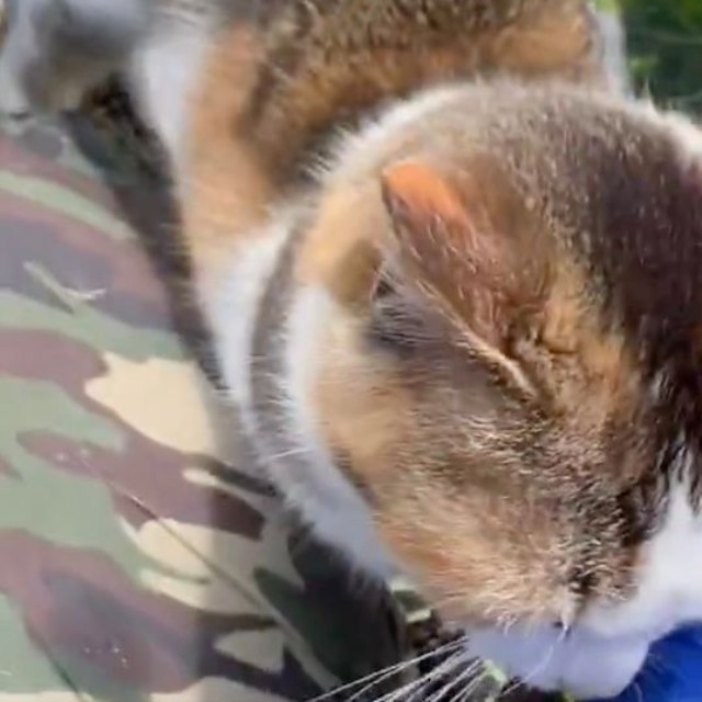 膝の上に乗ってきた猫ちゃん（動画からキャプチャー／提供：柴桜 三朗太さん）