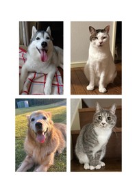 もじゅちゃんハートくんご家族と一緒に暮らしているわんちゃん猫ちゃんず（提供：チビちゅけさん🍥さん）