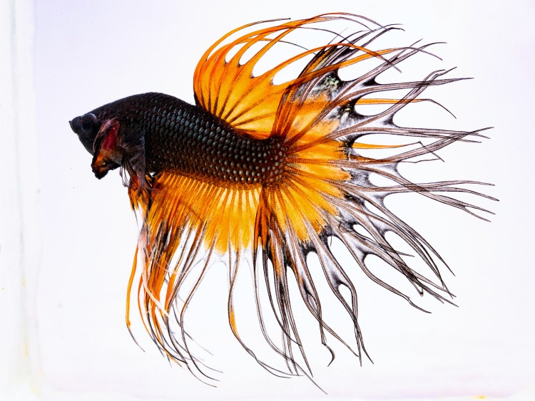 In a photo provided by Kasey Clark, a male bicolor crowntail. Scientists found that the fish were gradually domesticated like dog breeds into the beautiful shapes and colors that turn up today in pet stores. (Kasey Clark via The New York Times) -- NO SALES; FOR EDITORIAL USE ONLY WITH NYT STORY SCI BETTA FISH BY ANNIE ROTH FOR MAY 14, 2021. ALL OTHER USE PROHIBITED. --