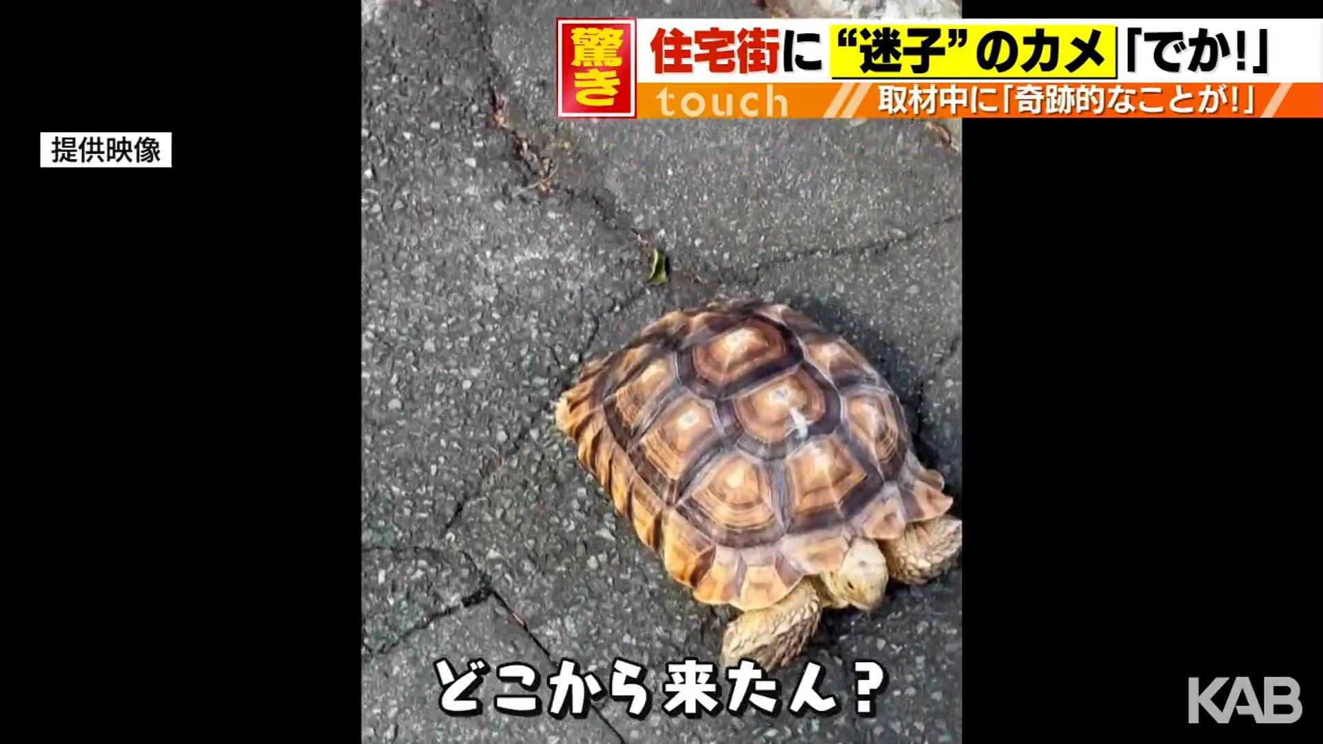 「置物と思ったら…」路上にリクガメ　捜索中の飼い主とバッタリ