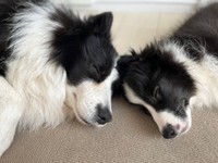 生前、仲良く眠る（左から）アッシュくん、子犬時代のディークスくん（画像提供：A&Dさん）