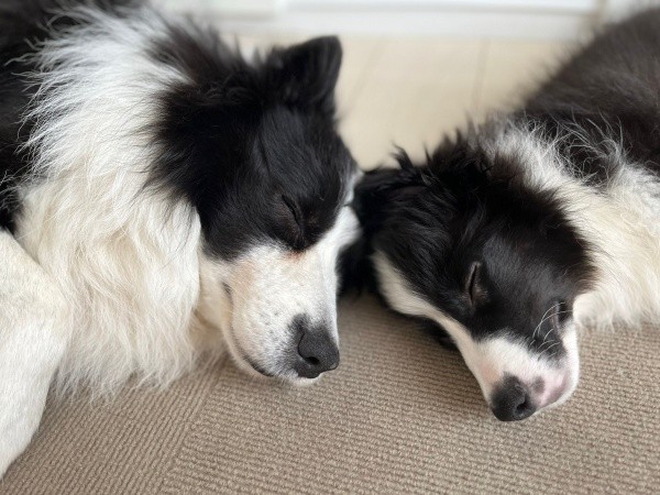 生前、仲良く眠る（左から）アッシュくん、子犬時代のディークスくん（画像提供：A&Dさん）