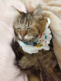 晩年のレイちゃん