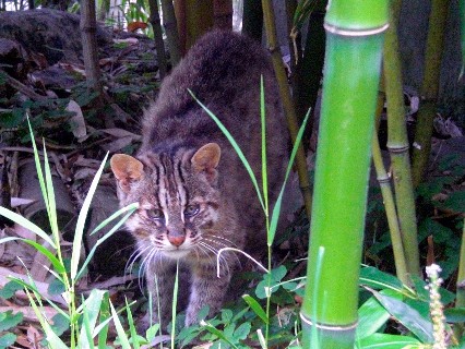家猫より胴長短足、ツシマヤマネコのトラジロウ