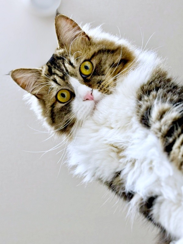 「見つけたニャン！」飼い主さんを見下ろすけだまちゃん（画像提供：けだまちゃんさん）