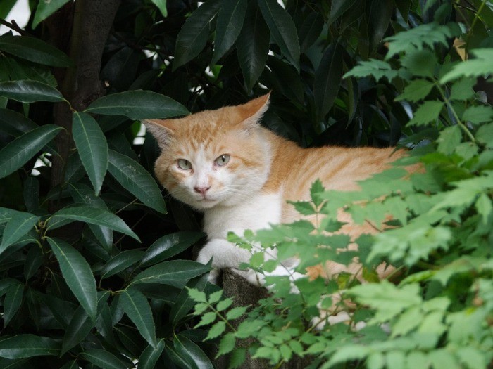 周囲を警戒しながら、お気に入りの場所へ（小林写函撮影）