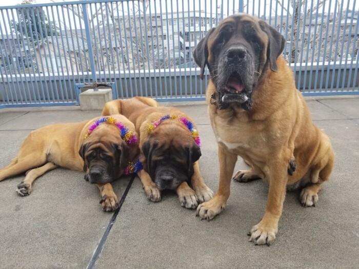 大型犬の治療でも定評のあるゼファー動物病院。院内にはイングリッシュ・マスチフがいっぱい（望月さん提供）