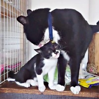 お兄ちゃんに毛づくろいしてもらう生後2カ月のまぎちゃん（画像提供：hiro_8083さん）