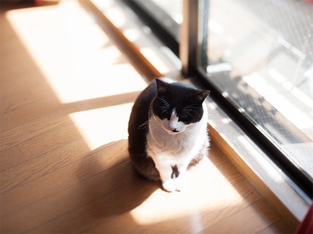 飼い猫には名前が必要だと気づく ハチワレ猫をなんと呼ぶ ８ 犬 猫との幸せな暮らしのためのペット情報サイト Sippo