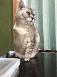 3本足になっても滲み出る貫禄は変わらなかった