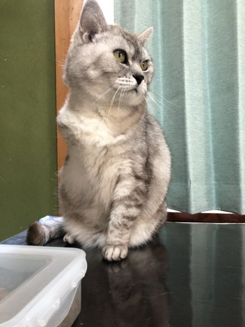 3本足になっても滲み出る貫禄は変わらなかった