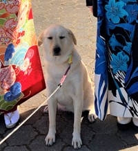 ずいぶん、ご機嫌斜めですね・・・（現在は過保護犬クーの日常さん提供）