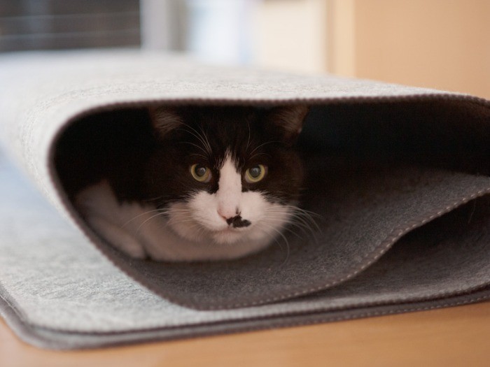 丸めて置いたホットカーペットにもぐる（小林写函撮影）