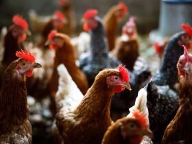 国産は品質が高いという迷信　生きたまま熱湯に入れられ、あげく捨てられる鶏たち　