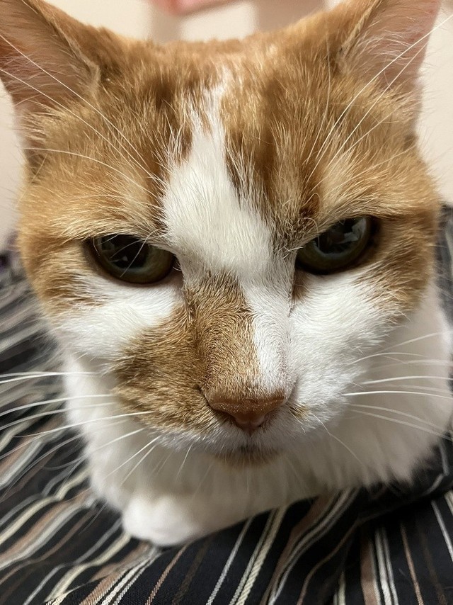 個性的なお鼻の模様もかわいい