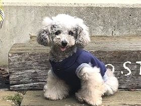 歯がボロボロだった繁殖犬　優しい家で、見違えるほど可愛らしく