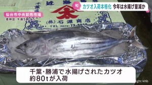 カツオの入荷が本格化　水揚げは例年より少なくなる見通し　仙台市中央卸売市場