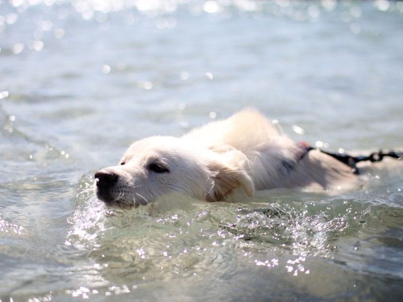 幼い頃の大吉は海に入っていた
