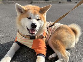 パナソニック保護犬猫譲渡会　一般社団法人おーあみ避難所から参加予定の犬たち（６） 