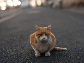 猫エイズ陽性が判明した野良猫「にゃーにゃ」　「それなら、うちで飼うしかないか」