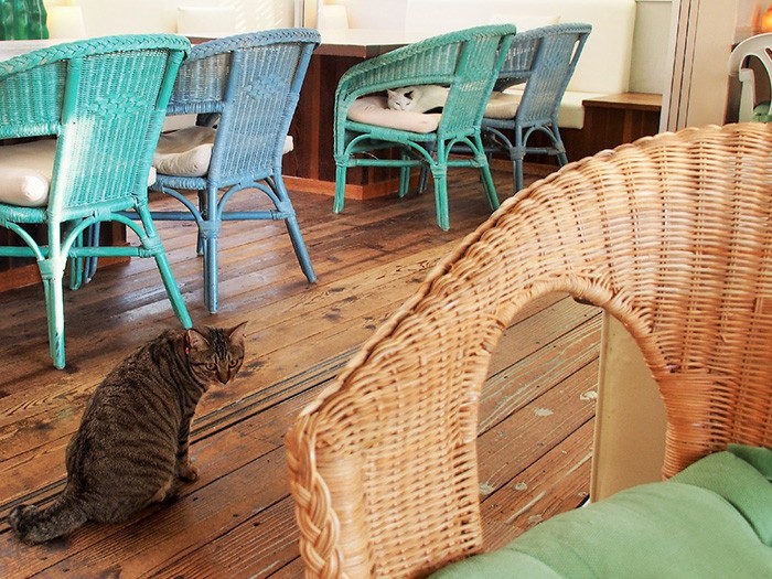 採光やインテリアにこだわりあり、清潔感が漂う