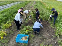 ジャガイモを収穫する「なないろ」参加者ら（向日市上植野町、社協提供）