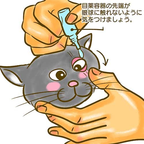 病気や高齢の猫の介護 5つのポイント 薬の与え方を図解 犬 猫との幸せな暮らしのためのペット情報サイト Sippo