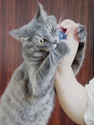 おりゃーー！ごめん手も嚙んだかも