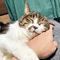 腕枕で安心して眠るちーちゃん（画像提供：ミヤモトナオキさん）