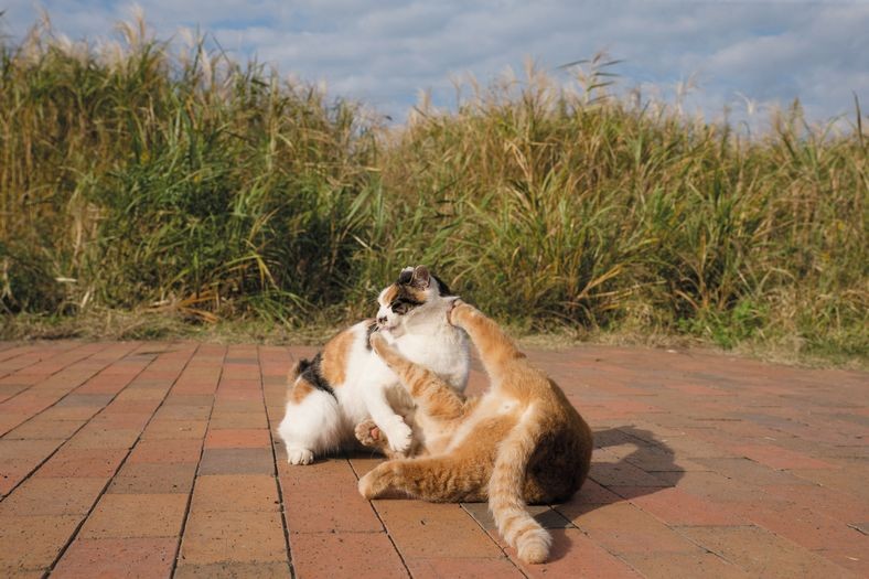 にゃんこ山の勝ち！（大空出版提供）