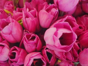 世に蔓延する容姿問題に対する私の草の根運動