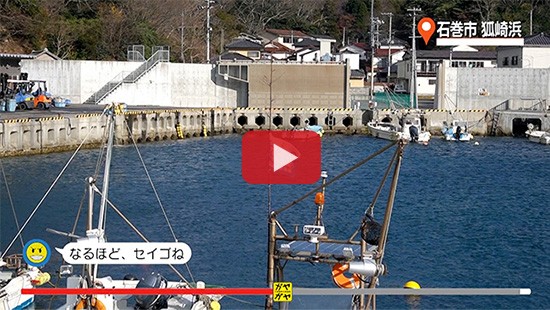 #432石巻市 狐崎浜 釣り編①