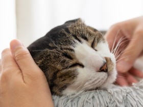 猫の膀胱の病気は発症後48時間以内に命を落とす危険が　飼い主がすぐできることは？