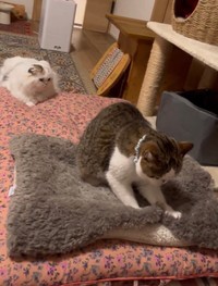 妹のちーちゃんのふみふみ姿を後ろから見守るふーちゃん（提供：ｆｕｕ_ｃｈｉｒｏｒｕさん）