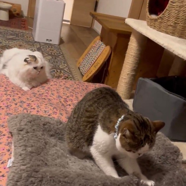 妹のちーちゃんのふみふみ姿を後ろから見守るふーちゃん（提供：ｆｕｕ_ｃｈｉｒｏｒｕさん）