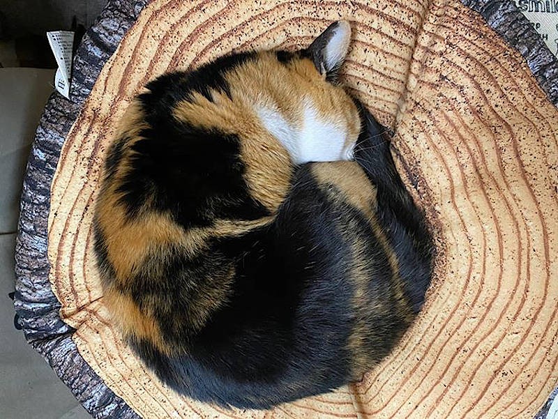 ニャンモナイトになってみた