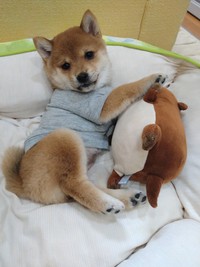 カワウソと仲良し（子犬時代のふうかちゃん）