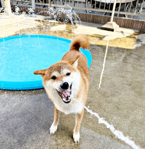 ホースのお水をガブッ！ 見事にキャッチするまろんちゃん（画像提供：シヴァイヌ まろんさん）