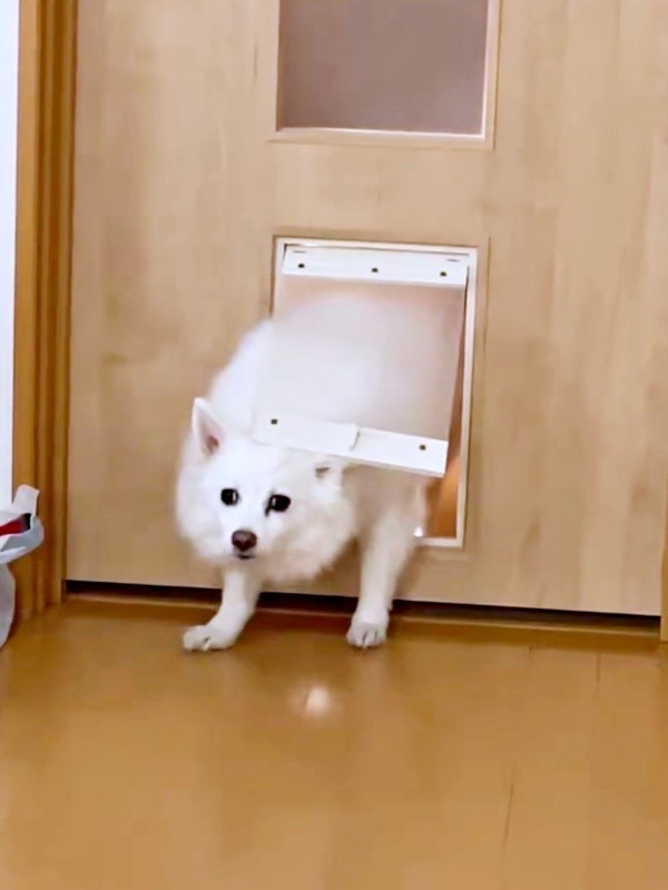 ペットドアを通り抜け中、飼い主さんが見ていることにづいたスノちゃん（画像提供：いのさん）